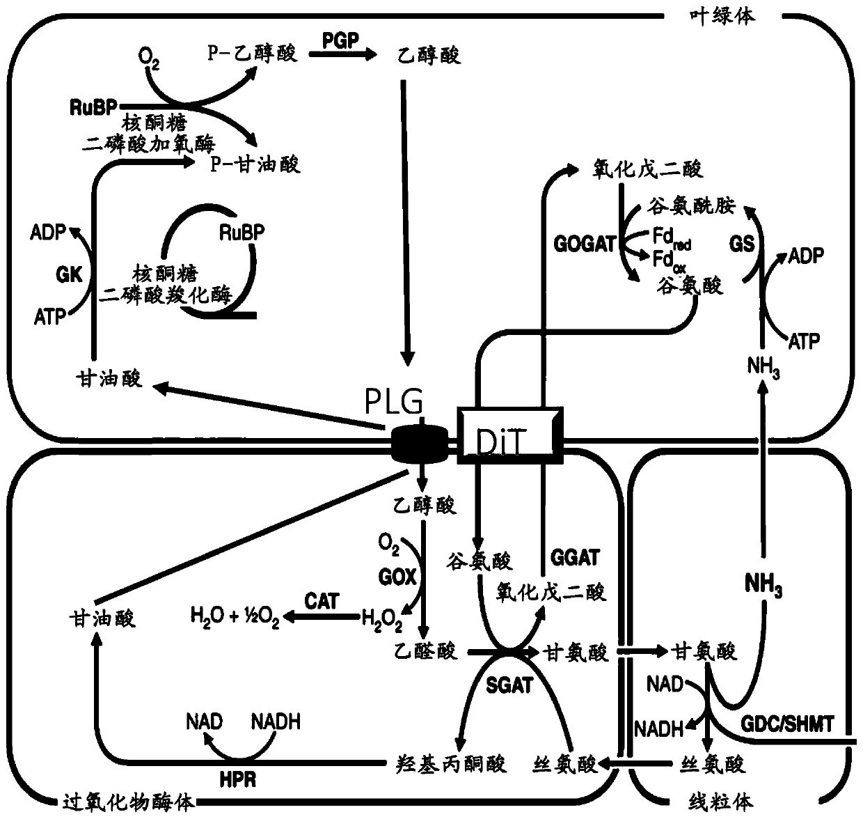 Plants with increased photorespiration efficiency