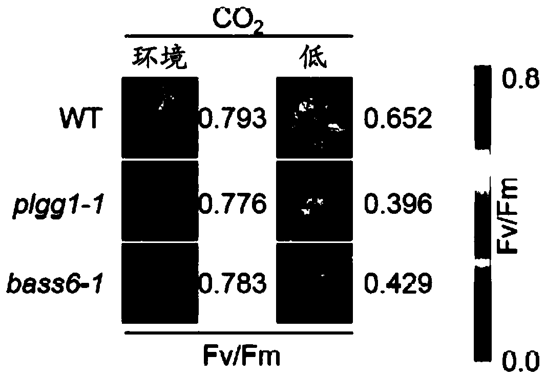 Plants with increased photorespiration efficiency