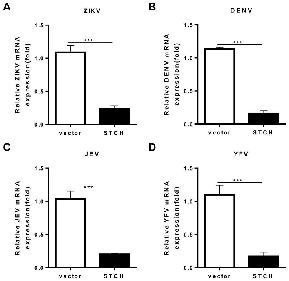 Application of STCH to preparation of functional product for resisting flavivirus infection