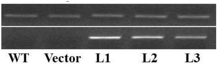 Application of protein and related biological material thereof in increasing plant yield