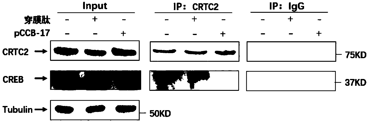 Crtc2/Creb compound blocking polypeptide and derivative medicinal polypeptide and application thereof