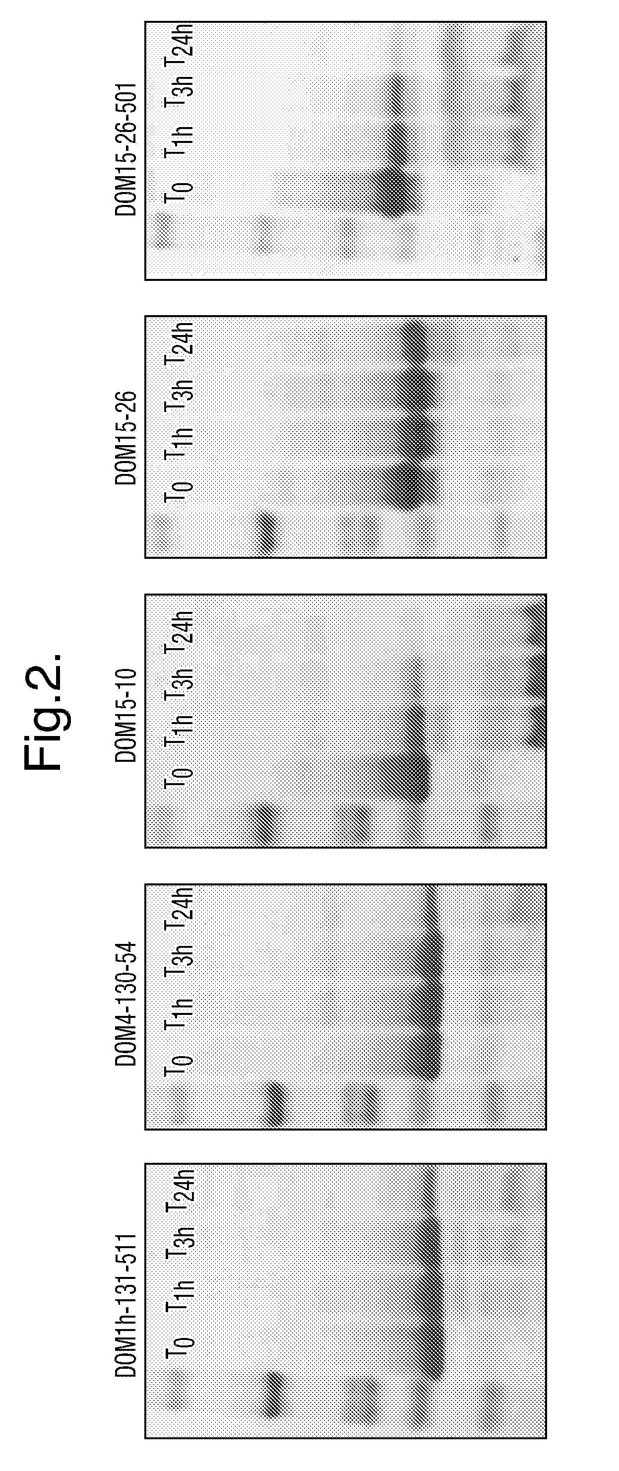 Methods for selecting protease resistant polypeptides