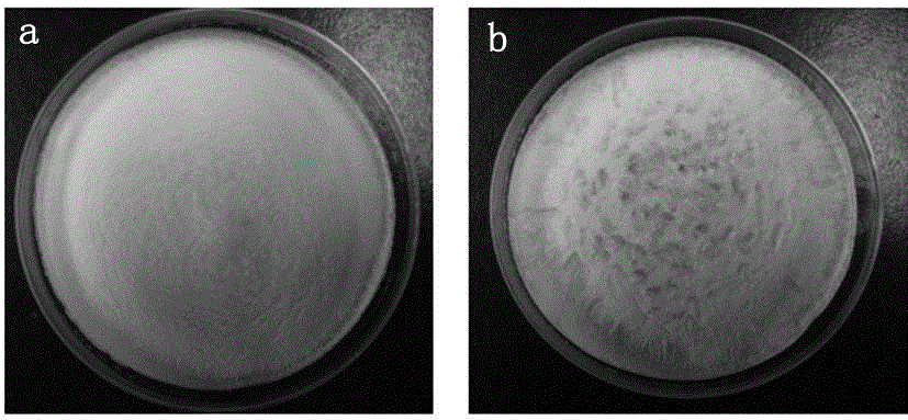 Preparation method of in-vivo hemostatic dressing which takes transglutaminase as cross-linking agent