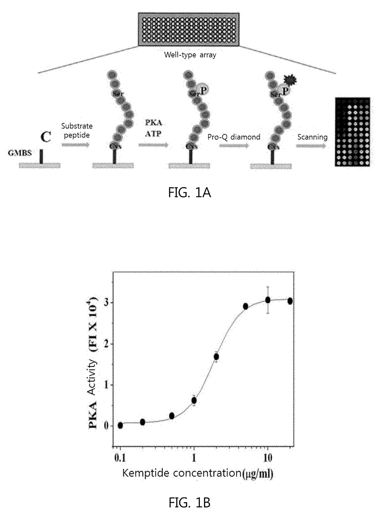 Composition for diagnosing cancer using pka activity and information providing method for diagnosing metastasis