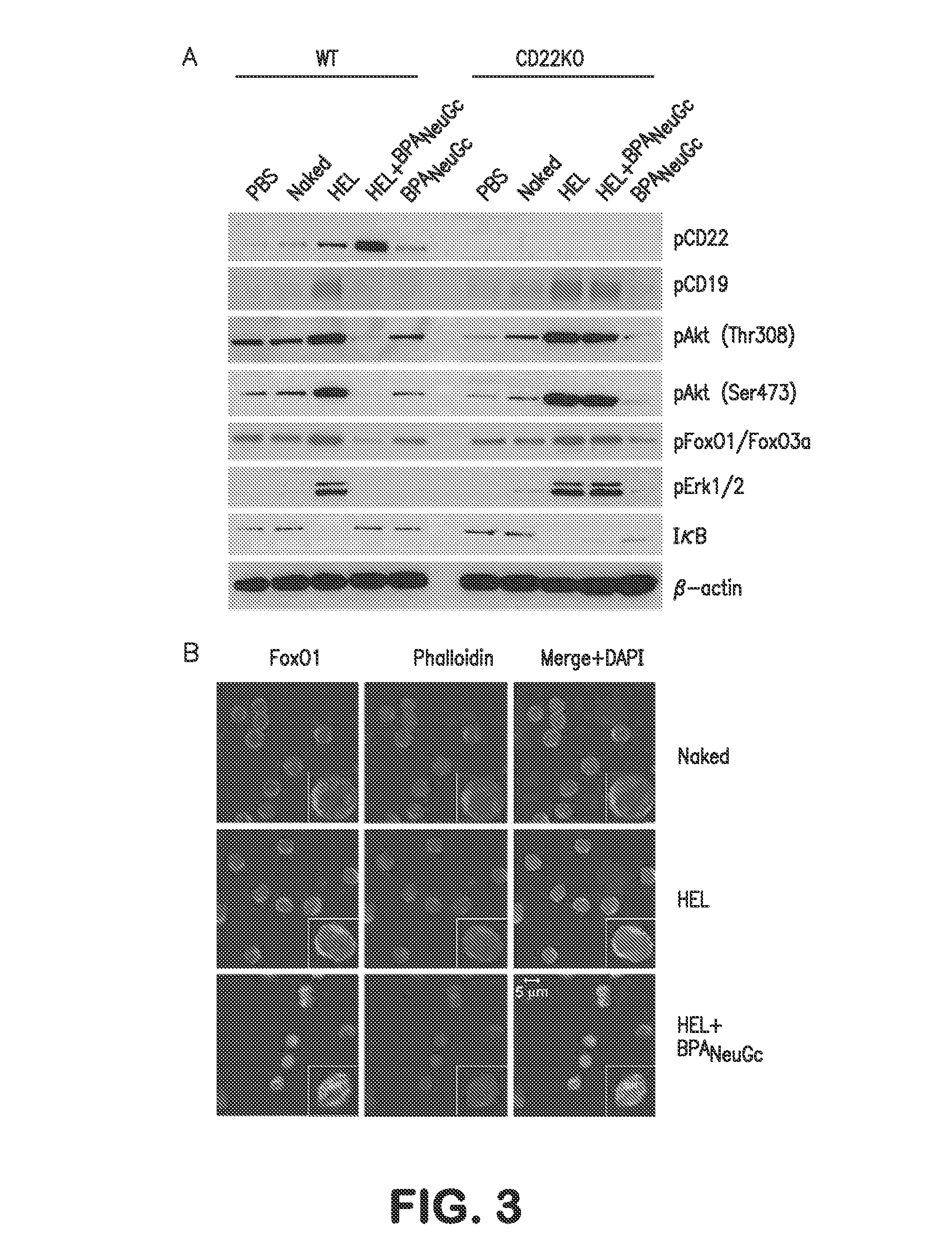 Methods and Compositions for Treating Bleeding Disorders