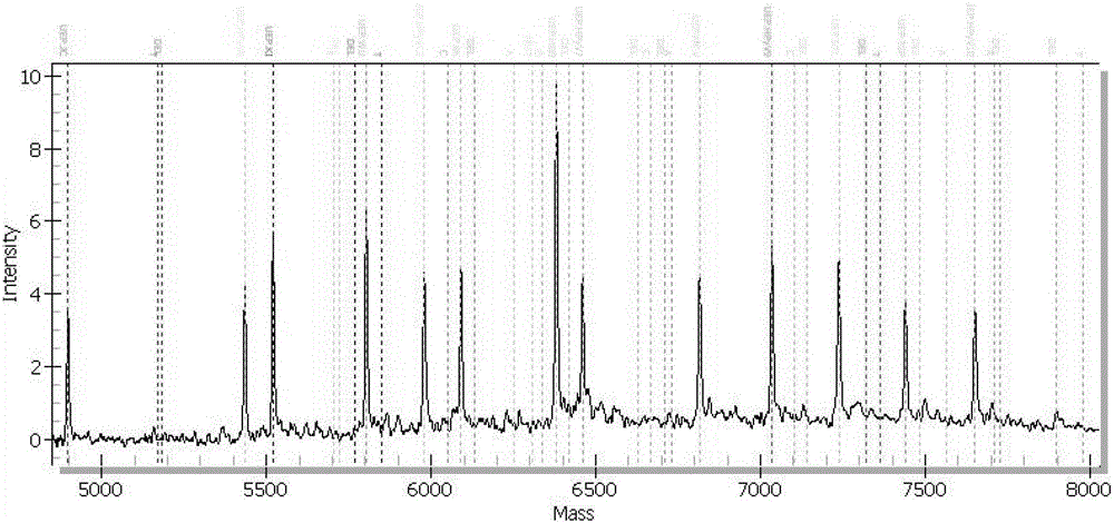 Method for detecting and identifying human polyomavirus with high sensitivity