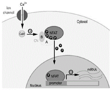 Application of transcription factor NFATC3 as drug target in reversing multidrug resistance of tumor