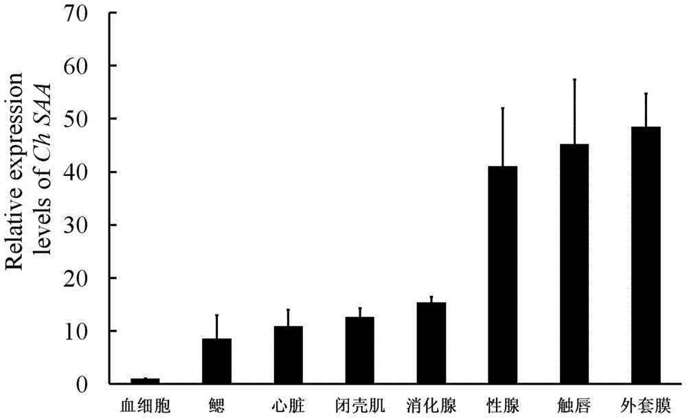 A kind of serum amyloid A and its coding gene and application