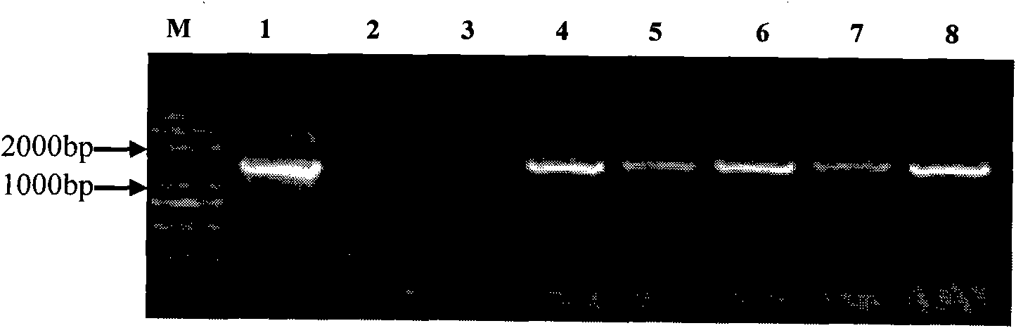 Promoter specifically-expressed in rice embryo and application thereof