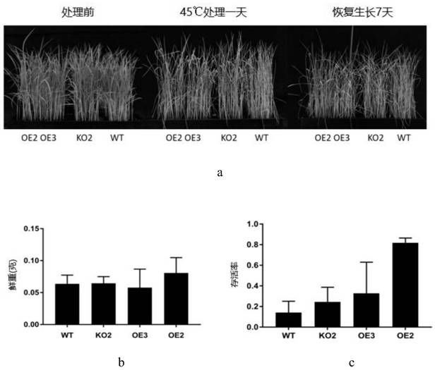 Rice gene OsHsp40 and application thereof in preparation of transgenic plant with abiotic stress resistance