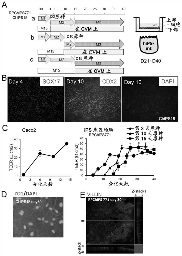 Method for producing intestinal cells from pluripotent stem cells