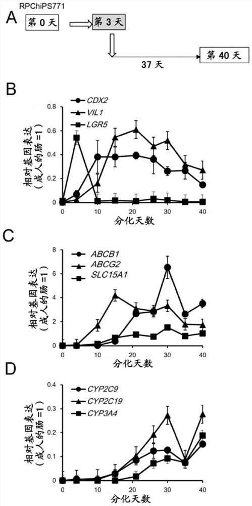 Method for producing intestinal cells from pluripotent stem cells