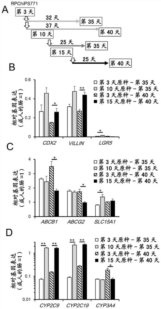 Method for producing intestinal cells from pluripotent stem cells