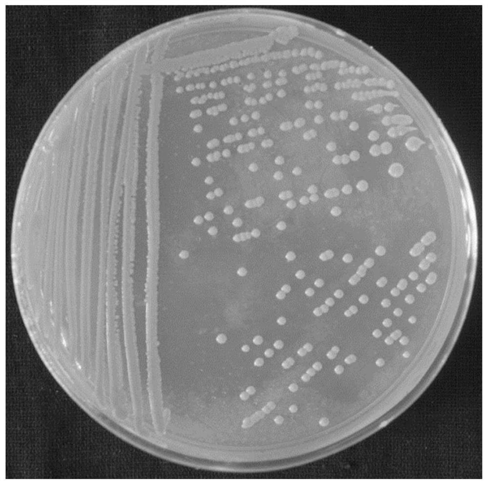 Preparation method and application of Arthrobacter tobacco zl-1 and its compost low-temperature fermentation bacterial agent