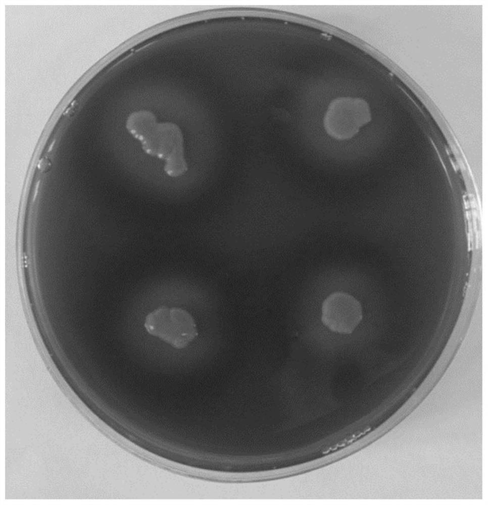 Preparation method and application of Arthrobacter tobacco zl-1 and its compost low-temperature fermentation bacterial agent