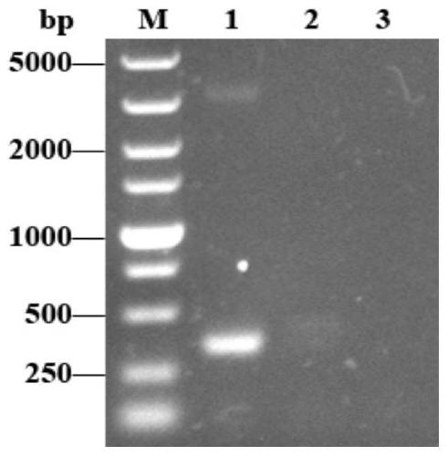 A thermally stable temperature-controlled pyrolysis system based on λci857/pl and its construction method and application