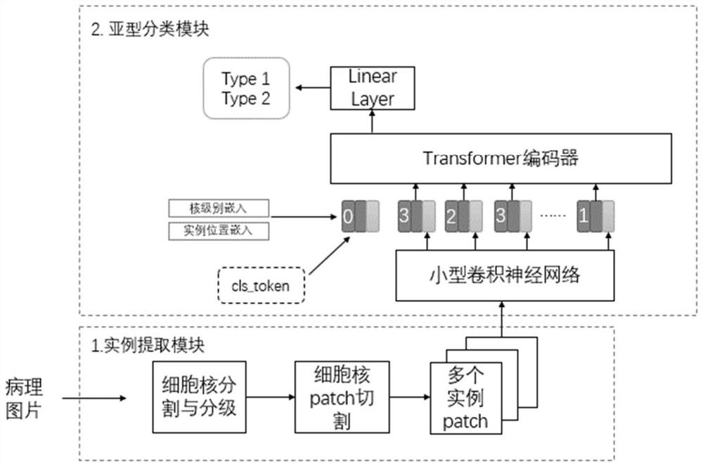 Fine-grained cancer subtype classification method