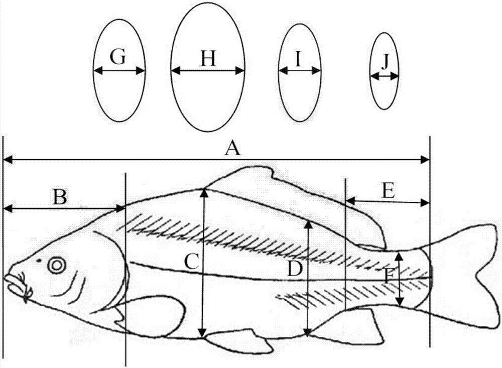 Novel manufacturing method for fish taxidermy prosthesis specimens