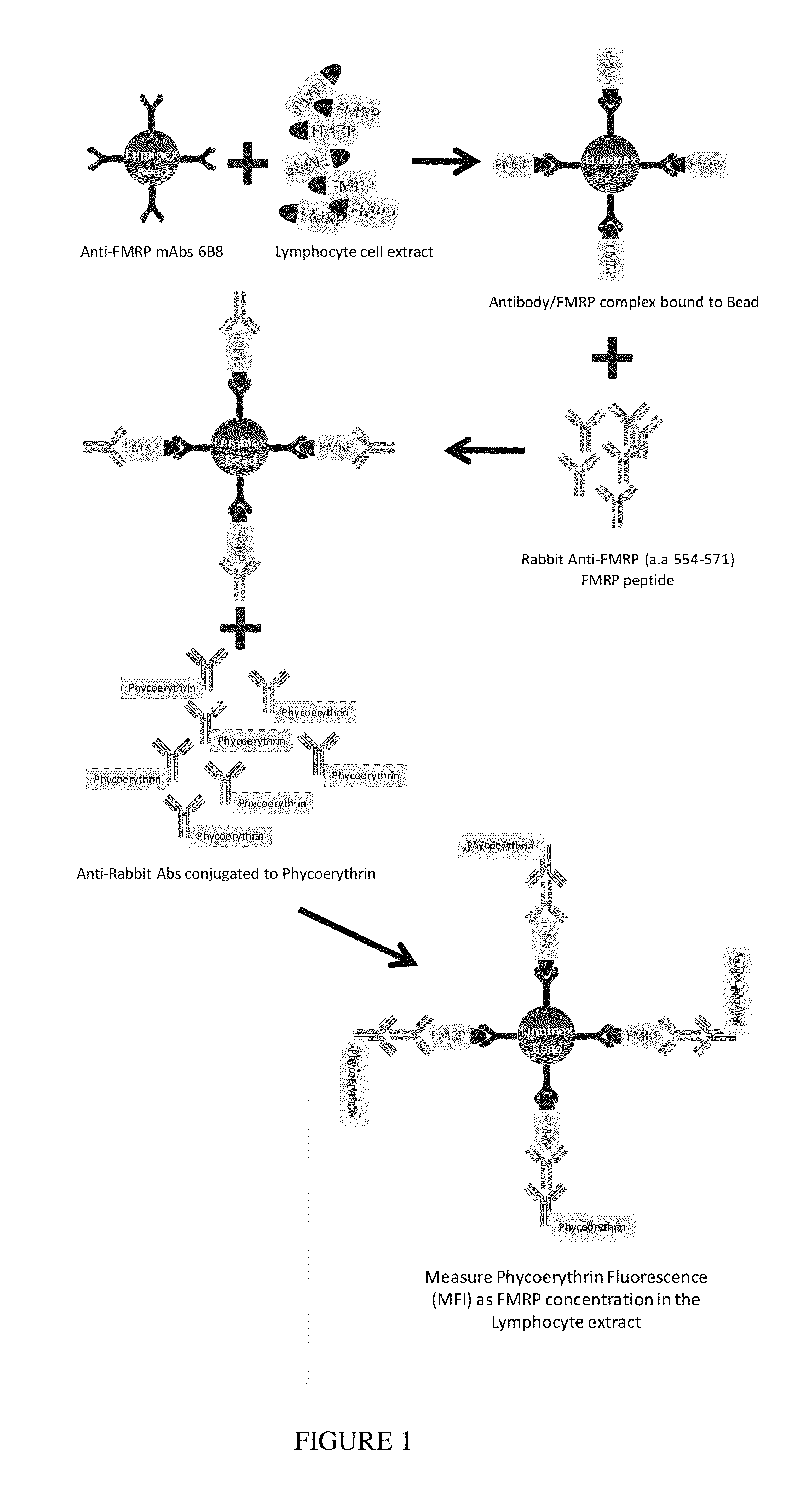 System and Method for Quantifying Fragile X Mental Retardiation 1 Protein in Tissue and Blood Samples