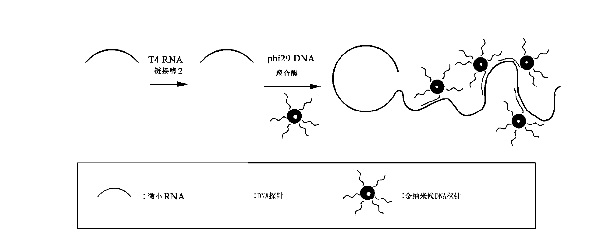 Micro-RNA (Ribonucleic Acid) colorimetric detection method based on rolling circle amplification
