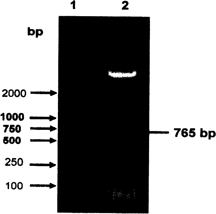 Recombined foot and mouth disease virus amalgamation protein vaccine