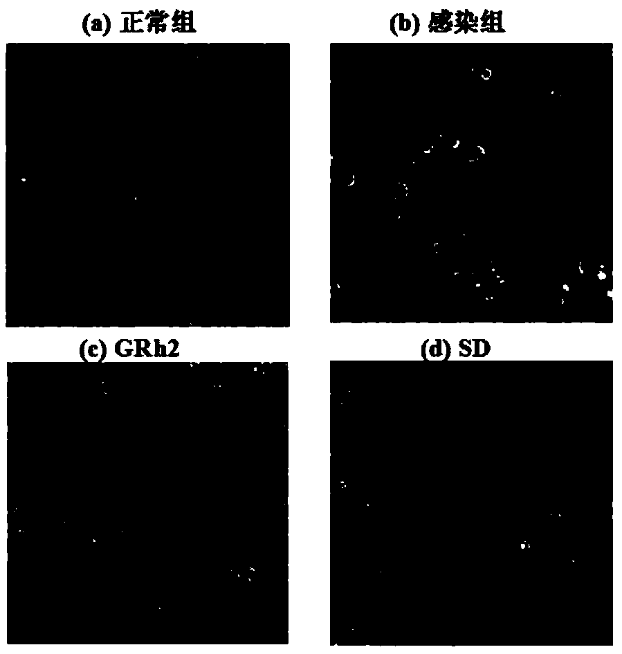 Application of ginsenoside GRh2 in preparing toxoplasma gondii resisting compound preparation and medicine thereof