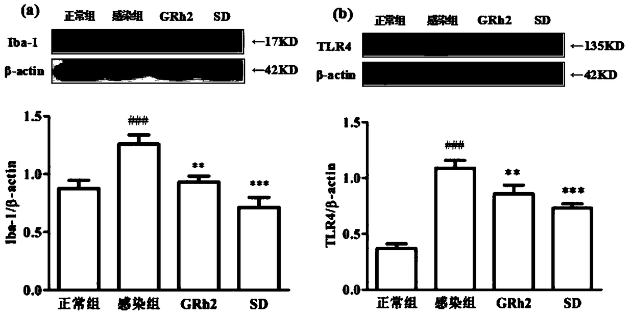 Application of ginsenoside GRh2 in preparing toxoplasma gondii resisting compound preparation and medicine thereof
