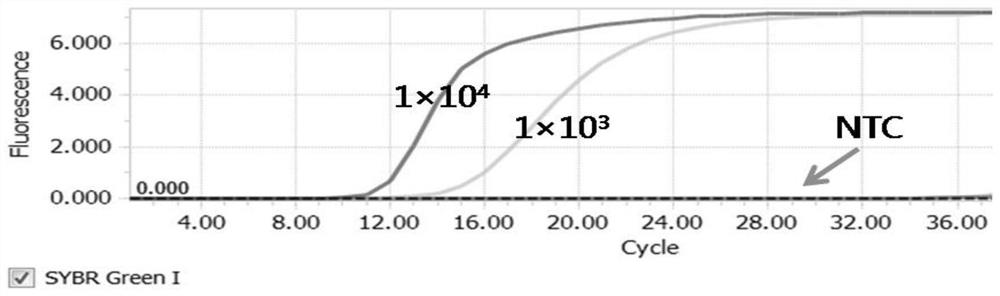 Loop-mediated isothermal amplification method for detection of dengue virus