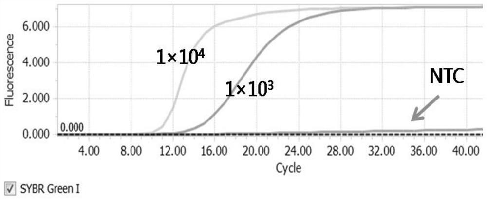 Loop-mediated isothermal amplification method for detection of dengue virus