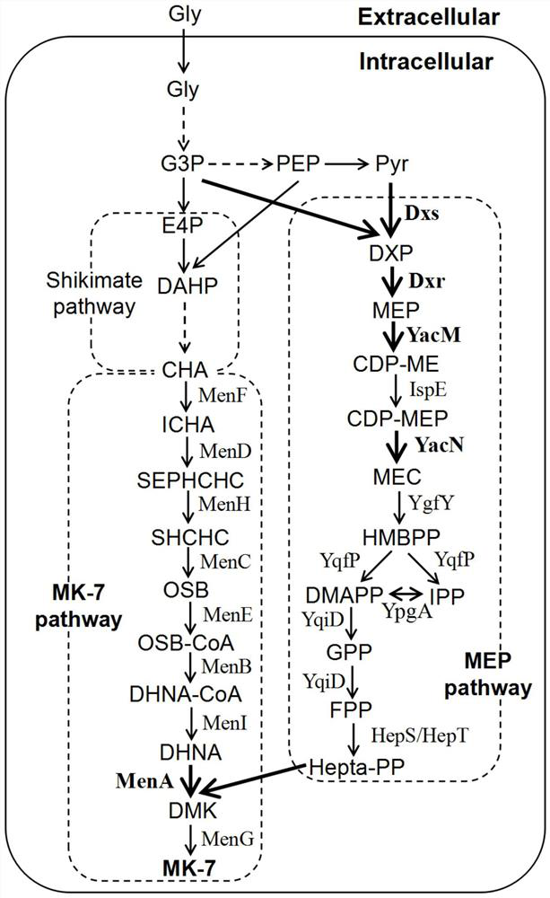 Gene overexpression and obtained strains, applications