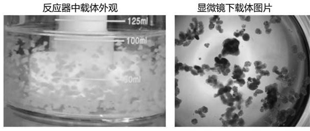 Method for dissolving microcarrier agglomerate state in microcarrier cell culture system