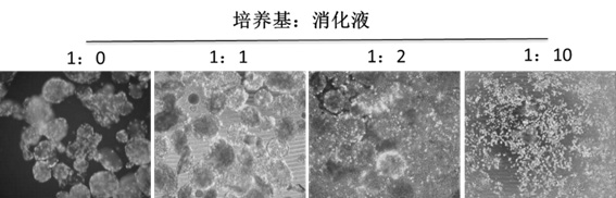 Method for dissolving microcarrier agglomerate state in microcarrier cell culture system