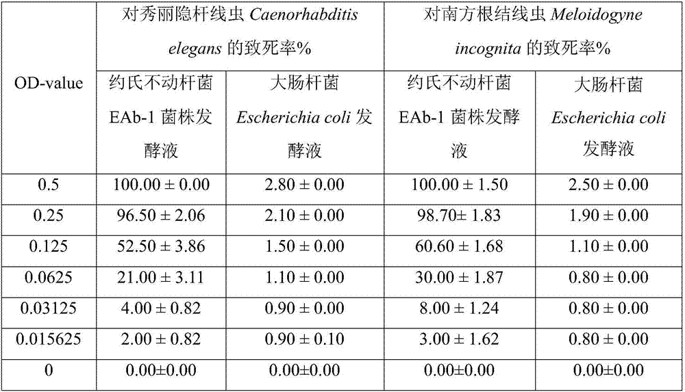Acinetobacter johnsonii EAb-1 and application thereof