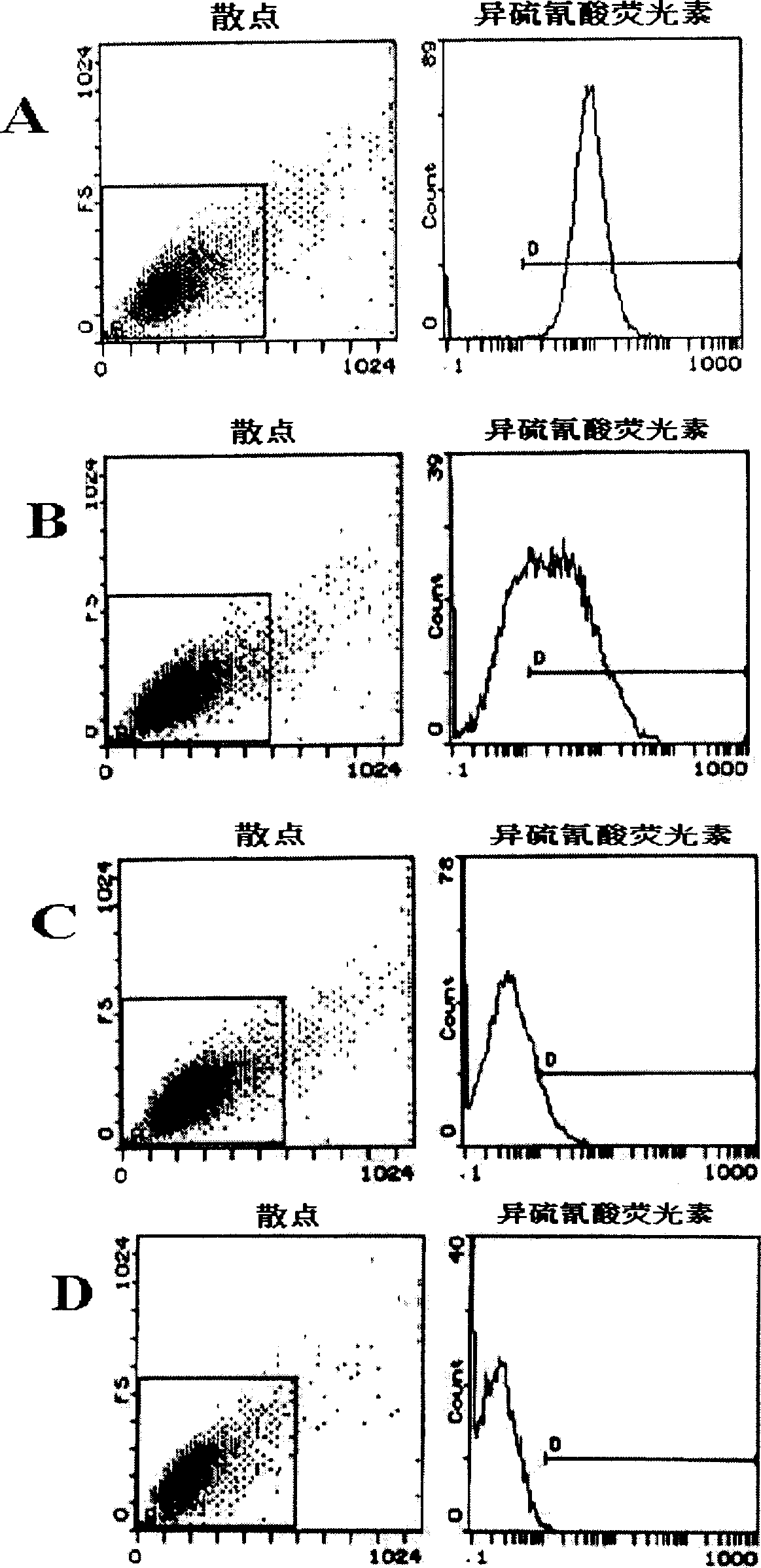 Process for separation and culture of marrow mesenchyme stem cell