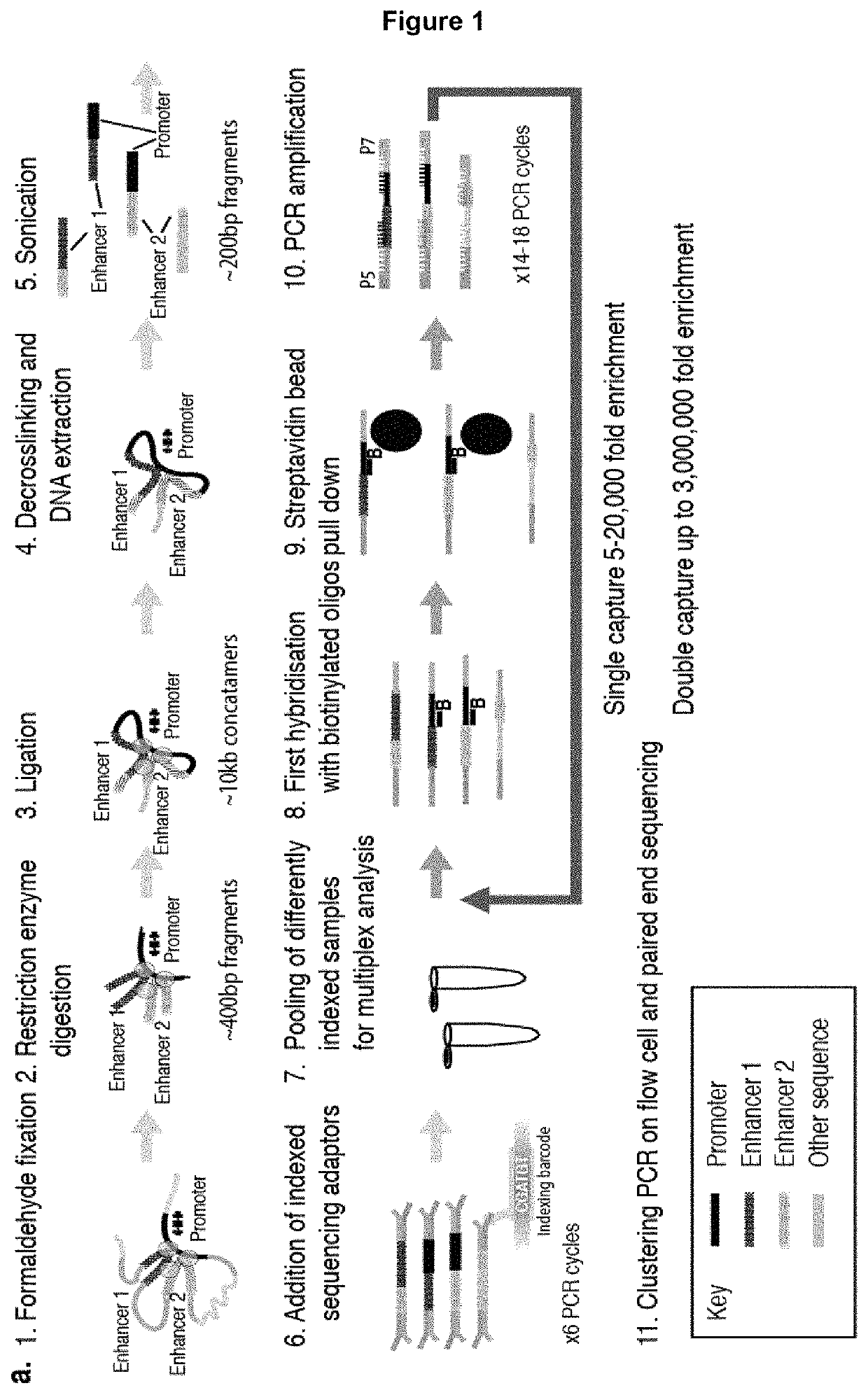 Method of analysing DNA sequences