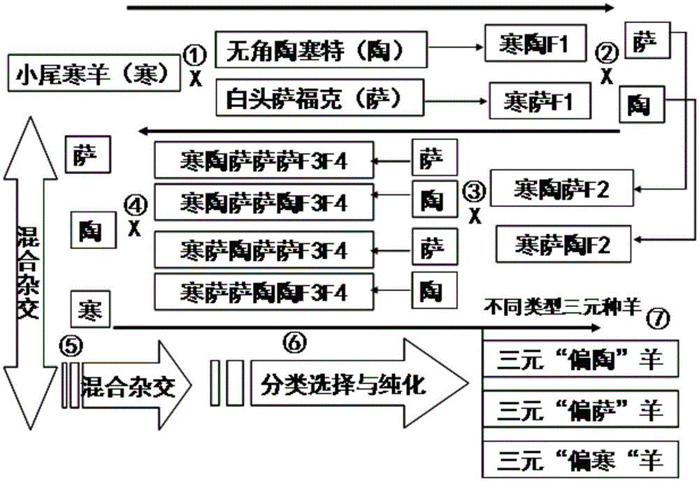 Breeding method for three-breed crossed sheep