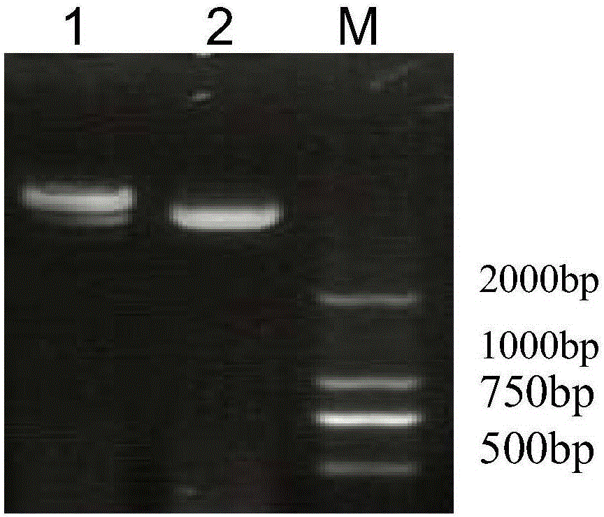 P-5m-Fc fusion protein and expression gene thereof, and preparation method and applications of P-5m-Fc fusion protein
