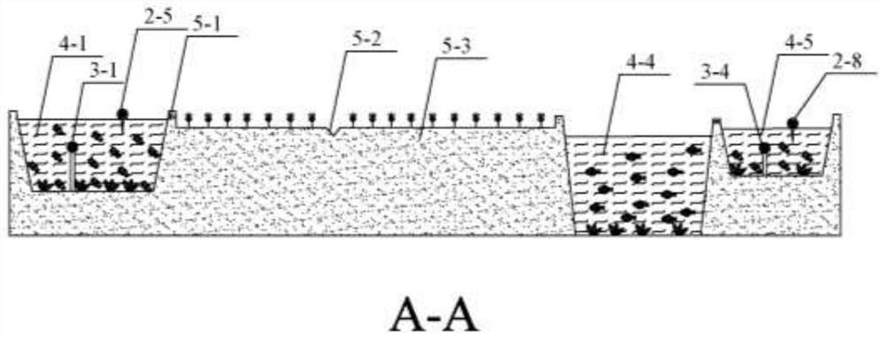 Lobster breeding tail water ecological purification system and operation method