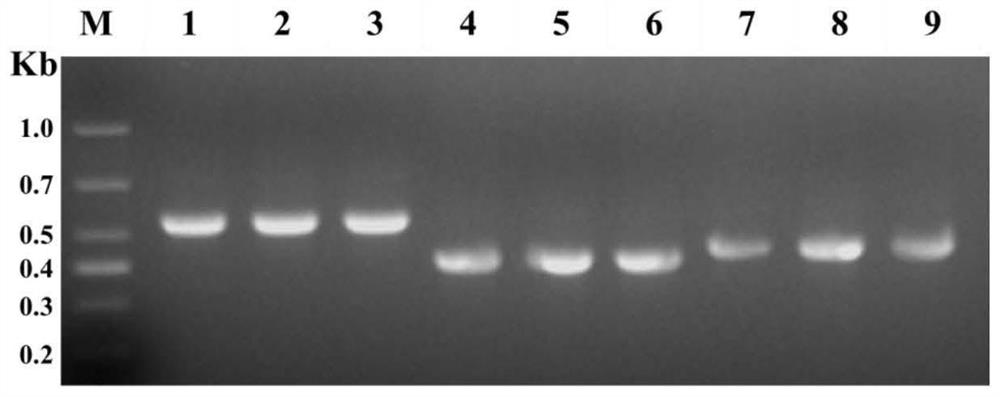 Construction and application of monoclonal antibody cloning and expression vector