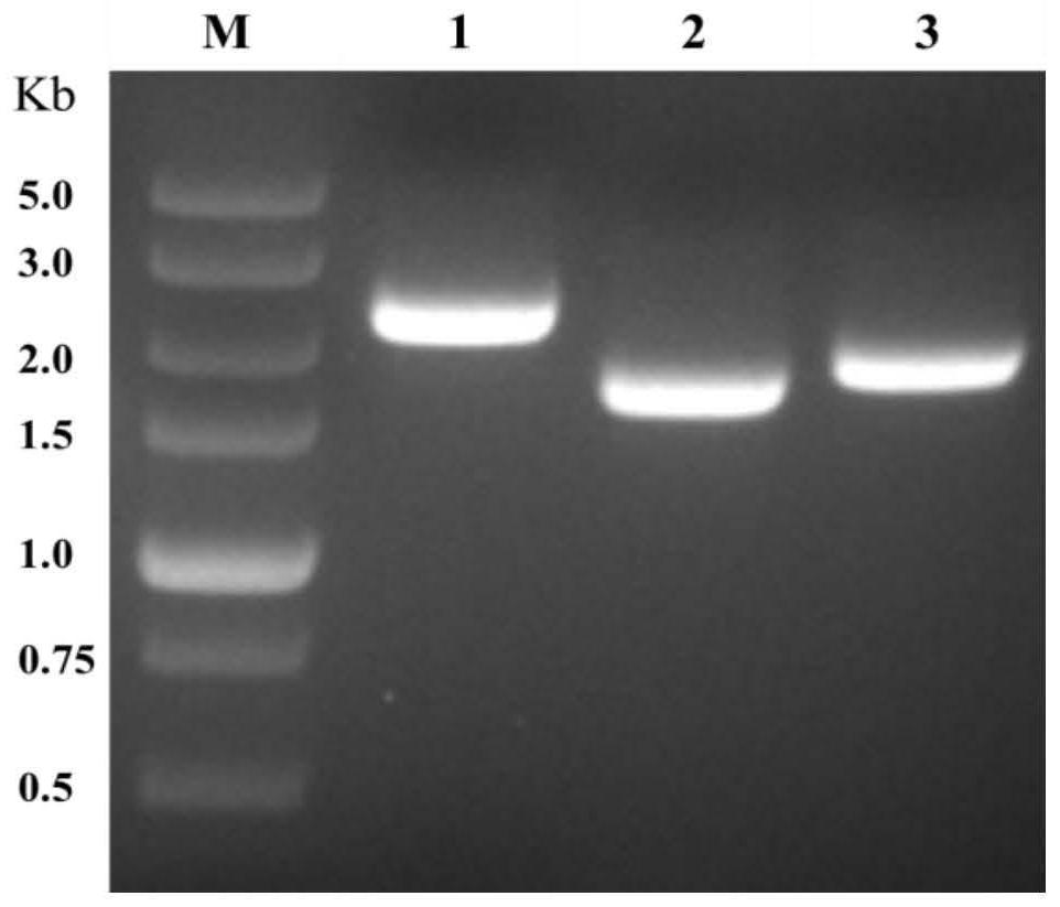 Construction and application of monoclonal antibody cloning and expression vector