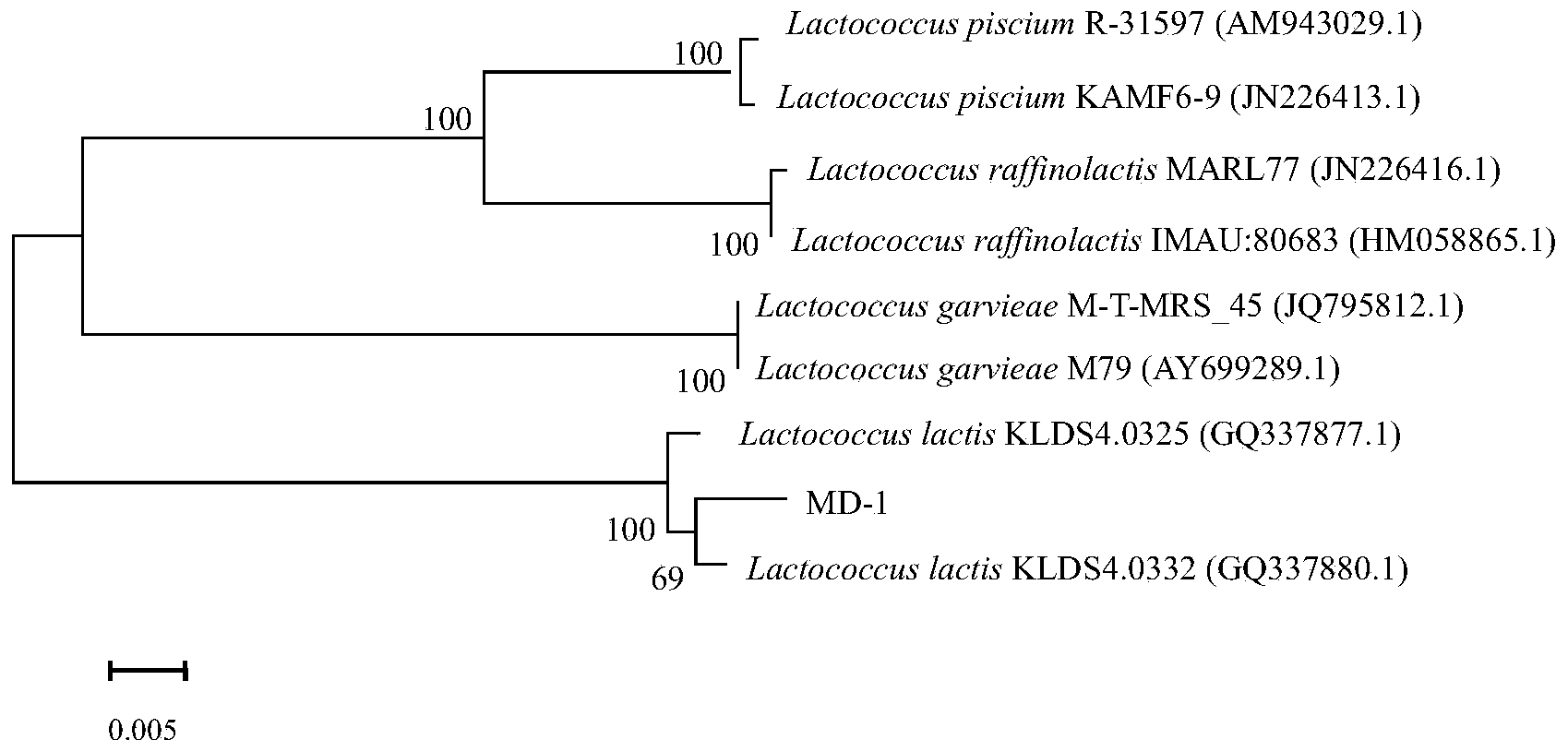 Low-temperature resistant lactic acid bacterium for producing bacteriocin and application thereof