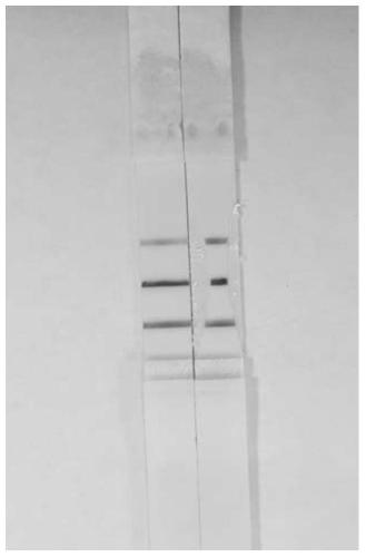 A kind of lateral flow test piece and detection method