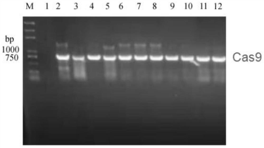 CRISPR/Cas9 vector suitable for phomopsis sp. FS508 as well as construction method and application of CRISPR/Cas9 vector