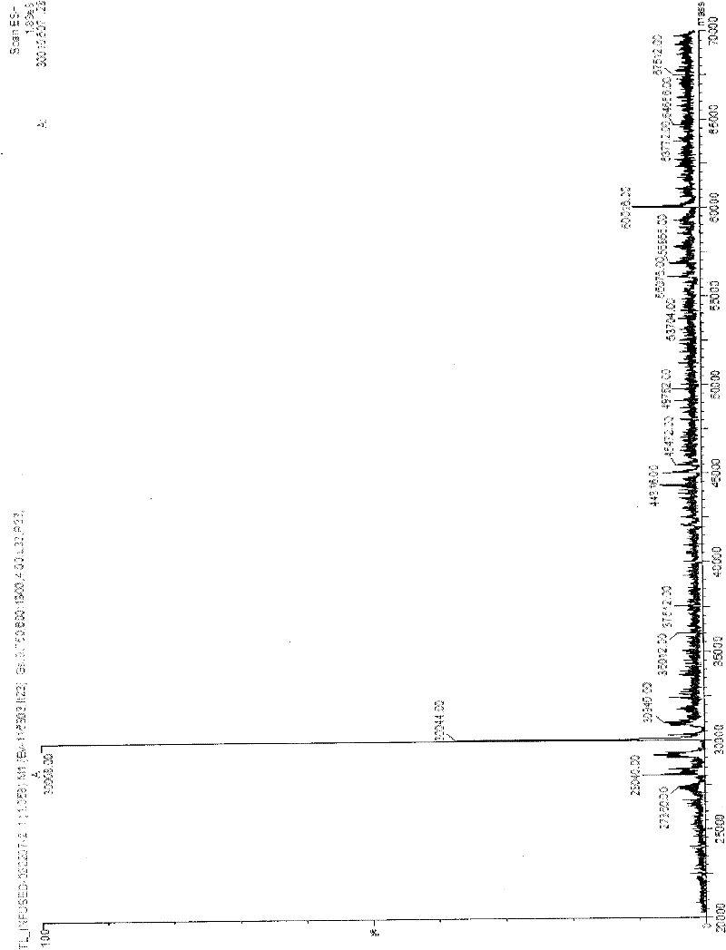 Biosynthesis method of isotope 13C labeling 4-oxyproline