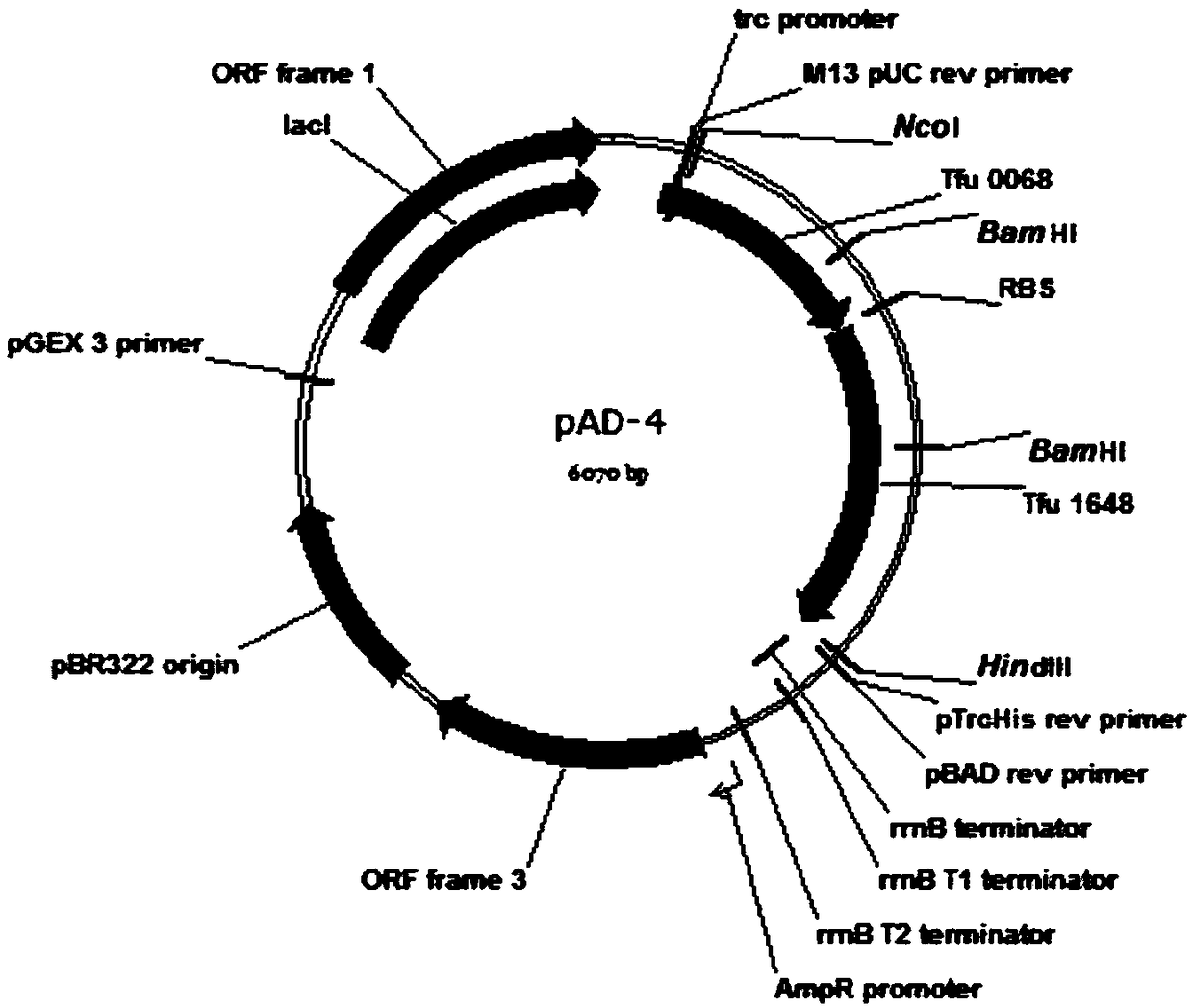 Total biosynthesis method of glutaric acid