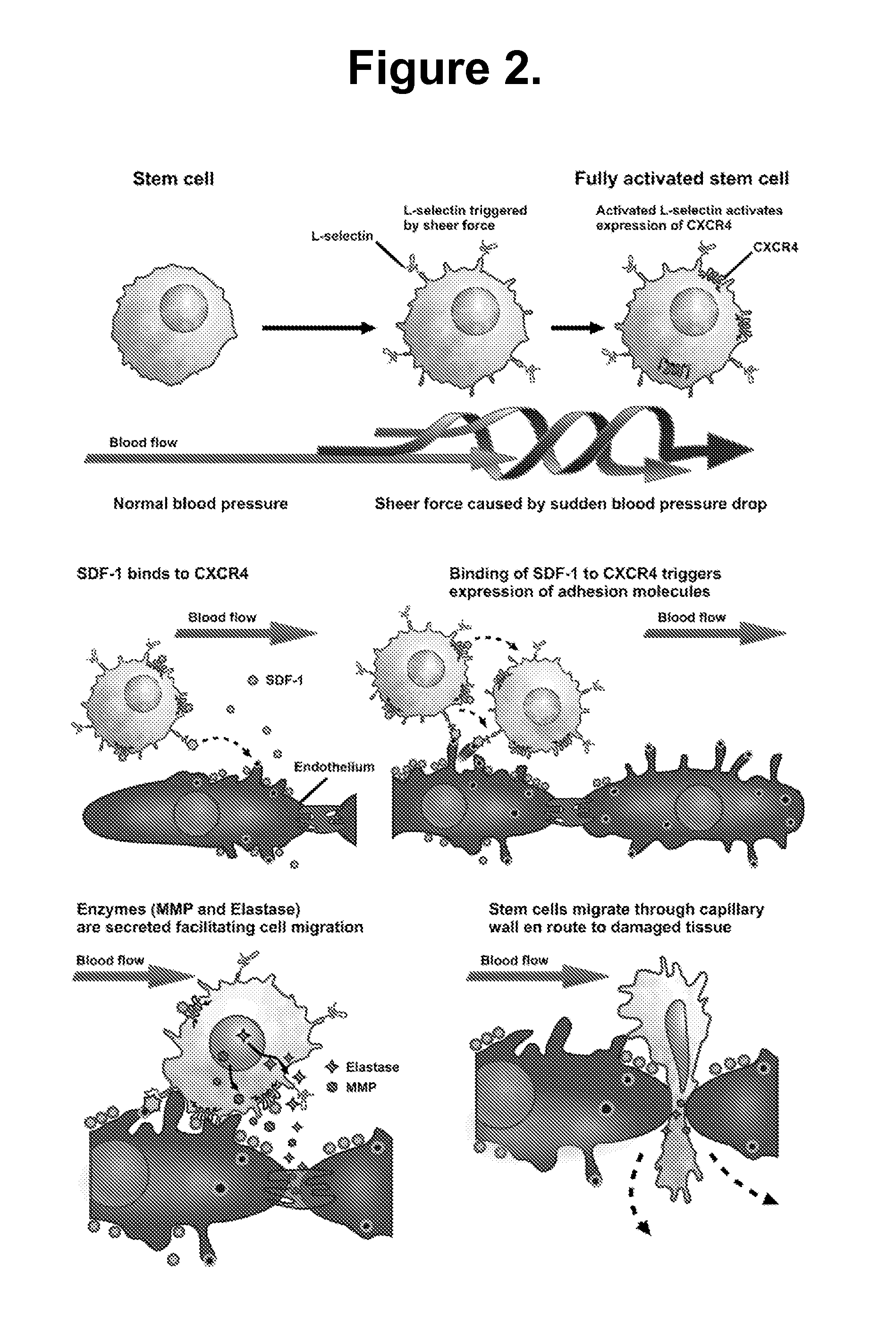 Methods and compositions for enhancing stem cell mobilization