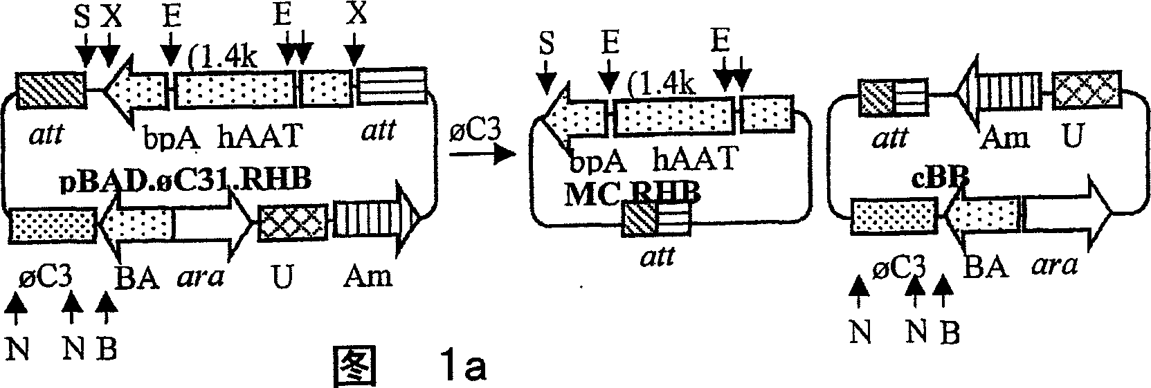 Circular nucleic acid vectors, and methods for making and using the same