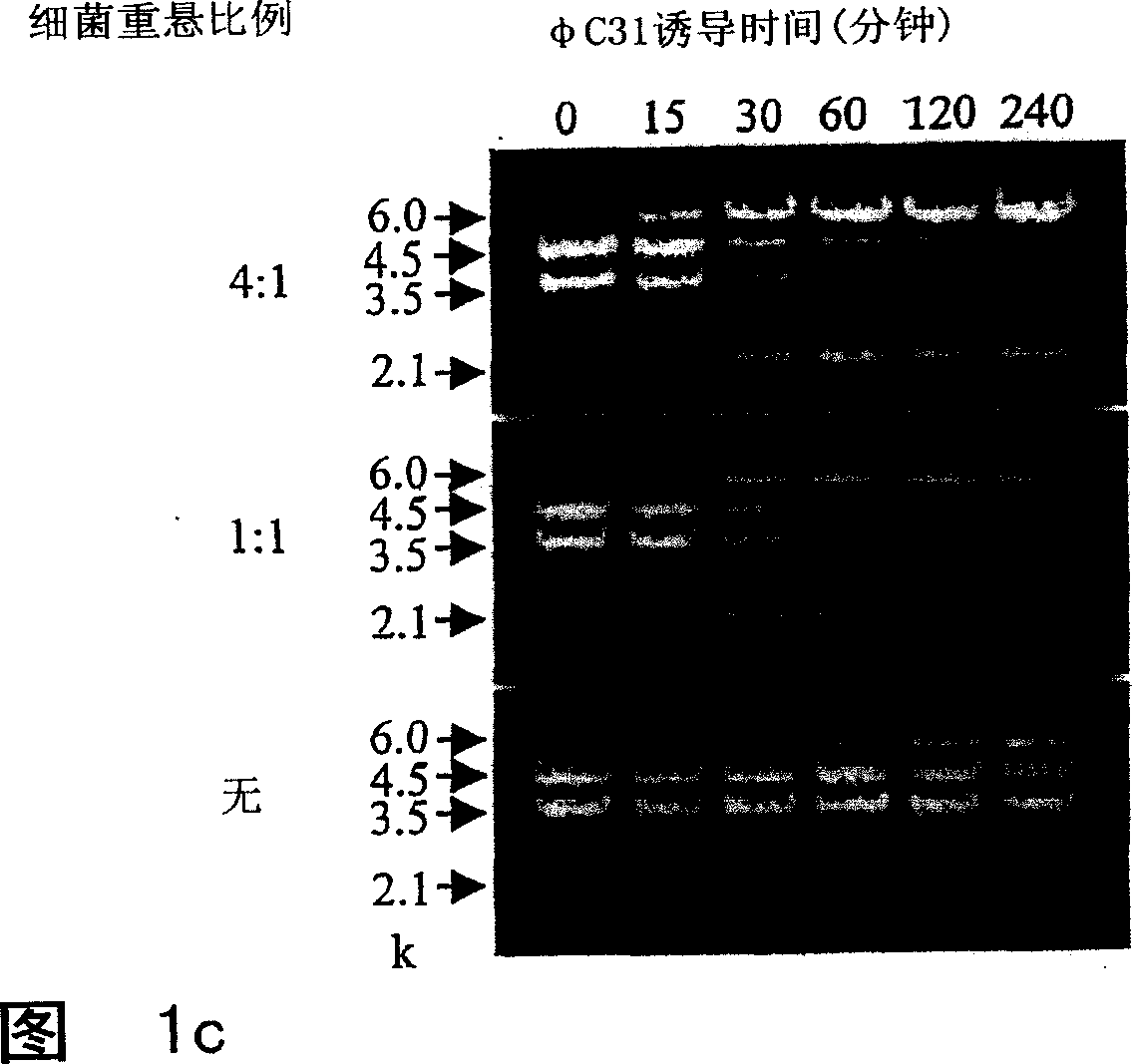 Circular nucleic acid vectors, and methods for making and using the same