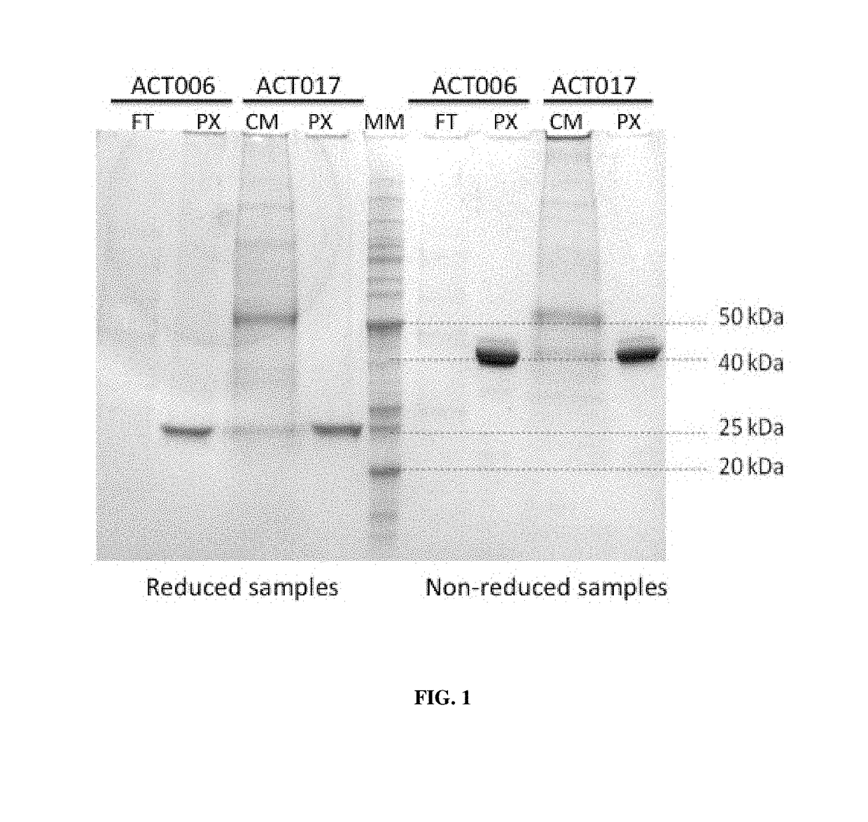 Novel Anti-human gpvi antibodies and uses thereof
