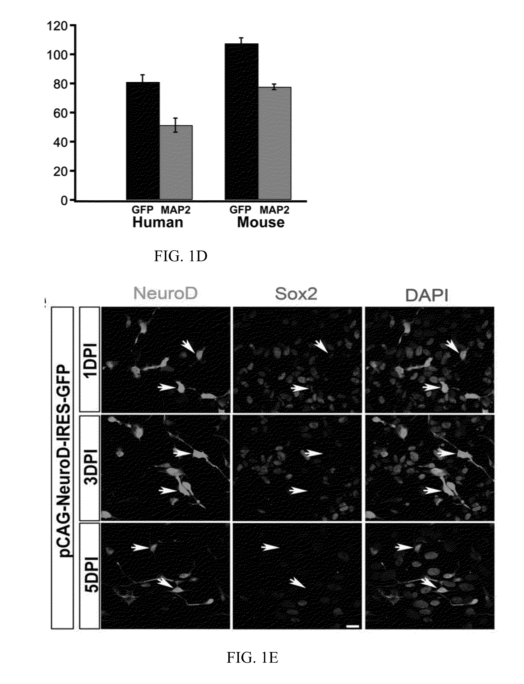 Methods and compositions for treatment of disease or injury of the nervous system